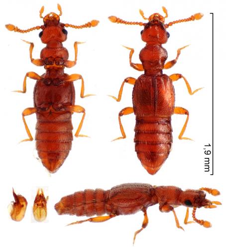 Plectophloeus fischeri